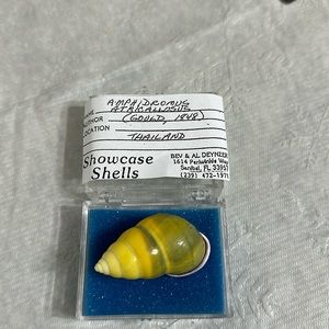 Snail shell from Thailand Amphidromus Atricallosus